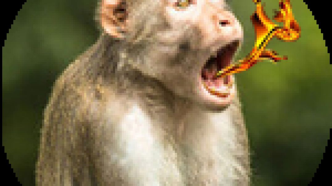 Sepultura en Headbangers MTV